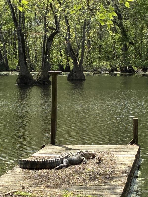 alligator